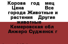 Корова 1 год 4 мец › Цена ­ 27 000 - Все города Животные и растения » Другие животные   . Кемеровская обл.,Анжеро-Судженск г.